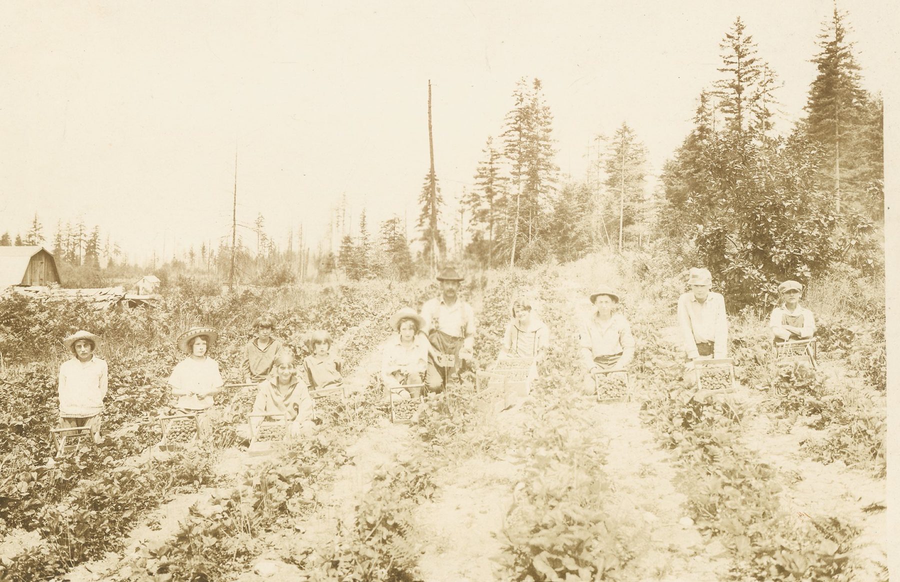 Berry pickers, including children, kneel between long rows of plants in a field edged by tall trees