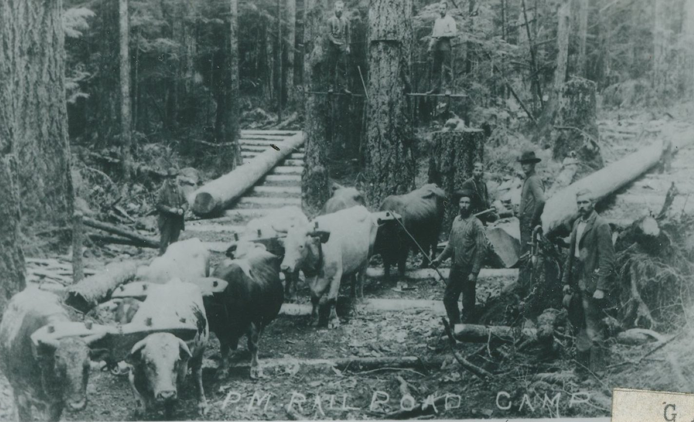 A team of oxen hauls logs along a skid road through tall timber while loggers look on